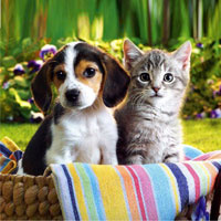 Kitties And Puppies