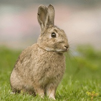 Konijn - European Rabbit