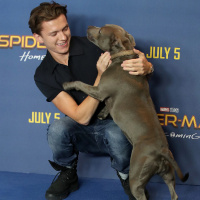 Tom Holland with Dogs