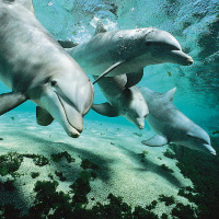 Nice Dolphins