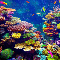Wonderful Coral Reefs