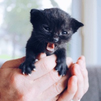 Black Kittens