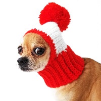 Funny Dogs with hats
