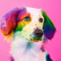 Rainbow Dogs