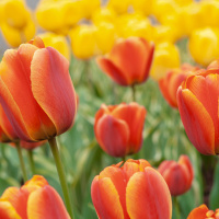 Cute Tulips