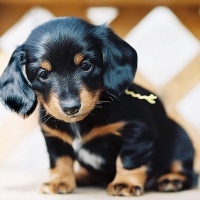 Cute Dachshund Dogs