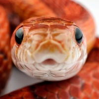 Cute Snakes