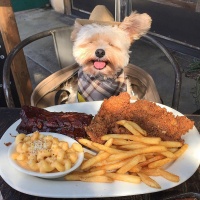 Dogs At Restaurants