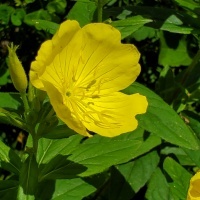 Maryland Native Flowers