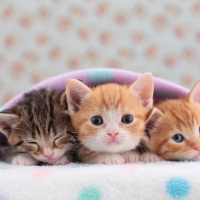 Cute Cat Kittens