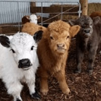 Baby Cows