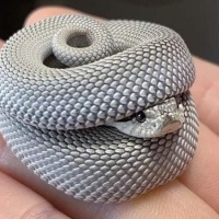 Adorable Snakes