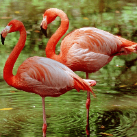 Flamingo and Platypus