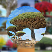 2048 Cool Trees