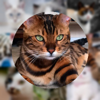 2048 Beautiful Cats