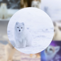 2048 Arctic Foxes