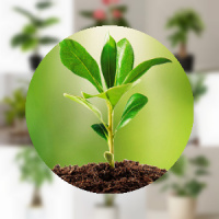 2048 Plants
