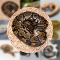 2048 Ball Pythons