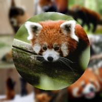 2048 Red Pandas