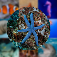 2048 Ocean Creatures